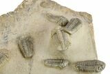 Cluster Of + Struveaspis & Austerops Trilobites - Jorf, Morocco #244128-3